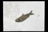 Fossil Fish (Knightia) - Green River Formation #179238-1